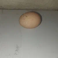 تخم مرغ محلی تازه و سالم