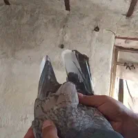 کبوتر طاووسی