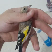 سهره|پرنده|رزن, |دیوار
