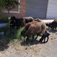 میش بره بز بزغاله