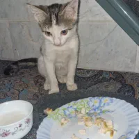 بچه گربه خانگی