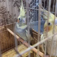 عروس هلندی