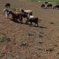 حیوان مزرعه