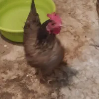دو عدد مرغ