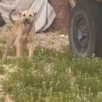 توله سرابی اصل