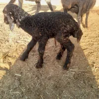 بره شیری درشت