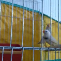 مرغ عشق|پرنده|کارون, |دیوار