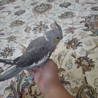 عروس  هلندی