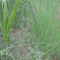 باغداری و سم پاشی درختان و کشت وکار.