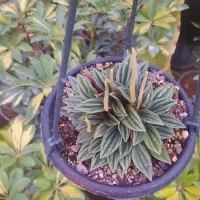 گل آپارتمانی پپرمیا رسو وانواع گلهای آپارتمانی