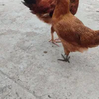 جوجه محلی مرغ و خروس