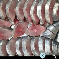 توزیع ماهی هندیجان کل کشور