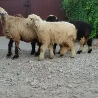 فروش کهره وبره