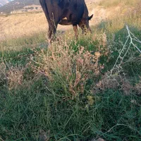 سلام فروش گاو گوساله