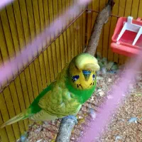 مرغ عشق انگلیسی و اسپانگل رنگهای زیبا