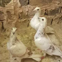 کبوترپشت کاغذی