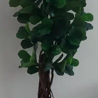 درختچه مصنوعی فیکوس لیراتا