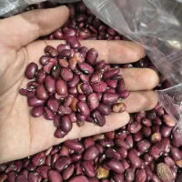 لوبیا قرمز تازه امسالی