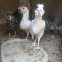 گلین|حیوانات مزرعه|شیراز, گچی|دیوار