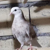 جوجه کفتر