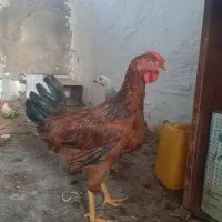 خروس و جوجه مرغ سالم