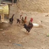 مرغ وخروس