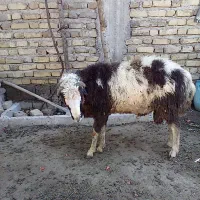گوسفند نر