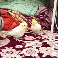عروس هلندی