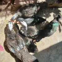 اردک اسرائیلی جوان و کشیده وتپل