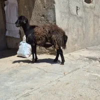 قوچ هترو پرش عالی