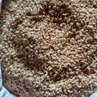 فروش گندم.جومحلی.یونجه
