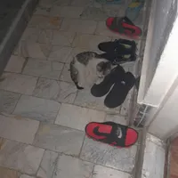 بچه گربه