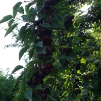 گیلاس چین