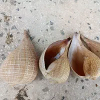 صدف دریایی