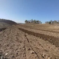 برنج چلتیک طارم هاشمی
