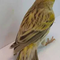 قناری اوپال ماده