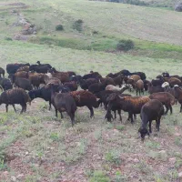 70راس گوسفند توخلی،قوچ،بره