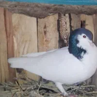 کبوتر|پرنده|بجستان, |دیوار