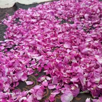 گل محمدی|گل و گیاه طبیعی|تاکستان, |دیوار