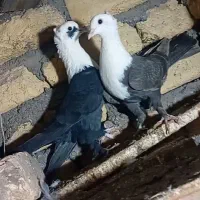 کبوتر کربلایی نرو ماده