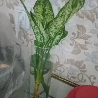 قلمه|گل و گیاه طبیعی|سبزوار, علمدار|دیوار