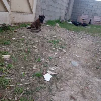 واگذاری سگ 2ماهه