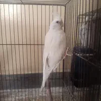 ع روس ماده آلبینو