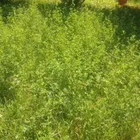 یونجه بسته بندی با علف داخل باغچه