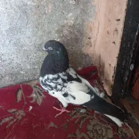 کفتر کله سیاه ماده