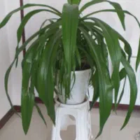 گل اشک ملکه