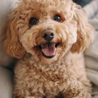 پودل ماده بالغ