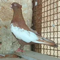 کبوتر سینه سرخ