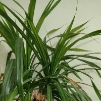 گل آپارتمانی
