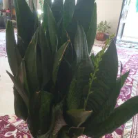 سلام یک عددگل سانسفریا گل خوب